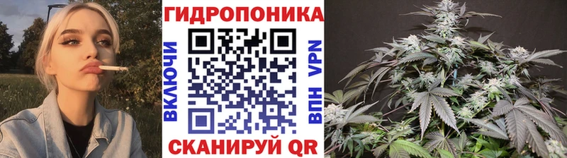 Канабис план  Купить где  Ивангород 